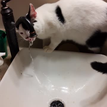 Cat drinking out of faucet