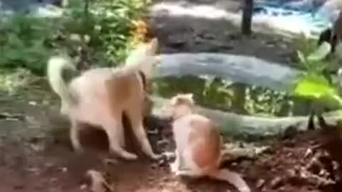 Awesome Funny Pet Animals Videos