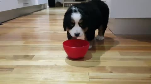 Bernese Mountain Dog Puppy First Day New Home