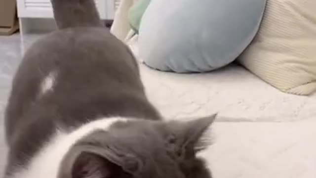Cute Cats and Funny Animals Compilation 😹 Try Not To Laugh Challenge - Cute Cat