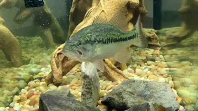 Watching fish in silence is also a way of enjoying life