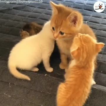 Kittens who are smaller than her misunderstood her as mommy