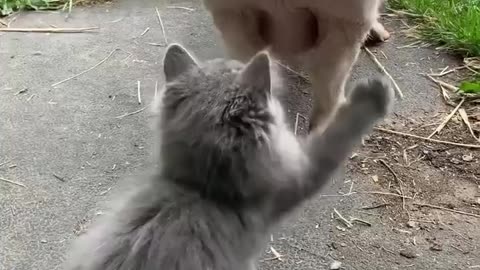 Funny cat video 😺 funny cat life 😜