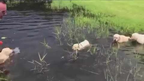 AWW CUTE BABY ANIMALS Videos Compilation cutest moment of the animals 2020 - Soo Cute! #37