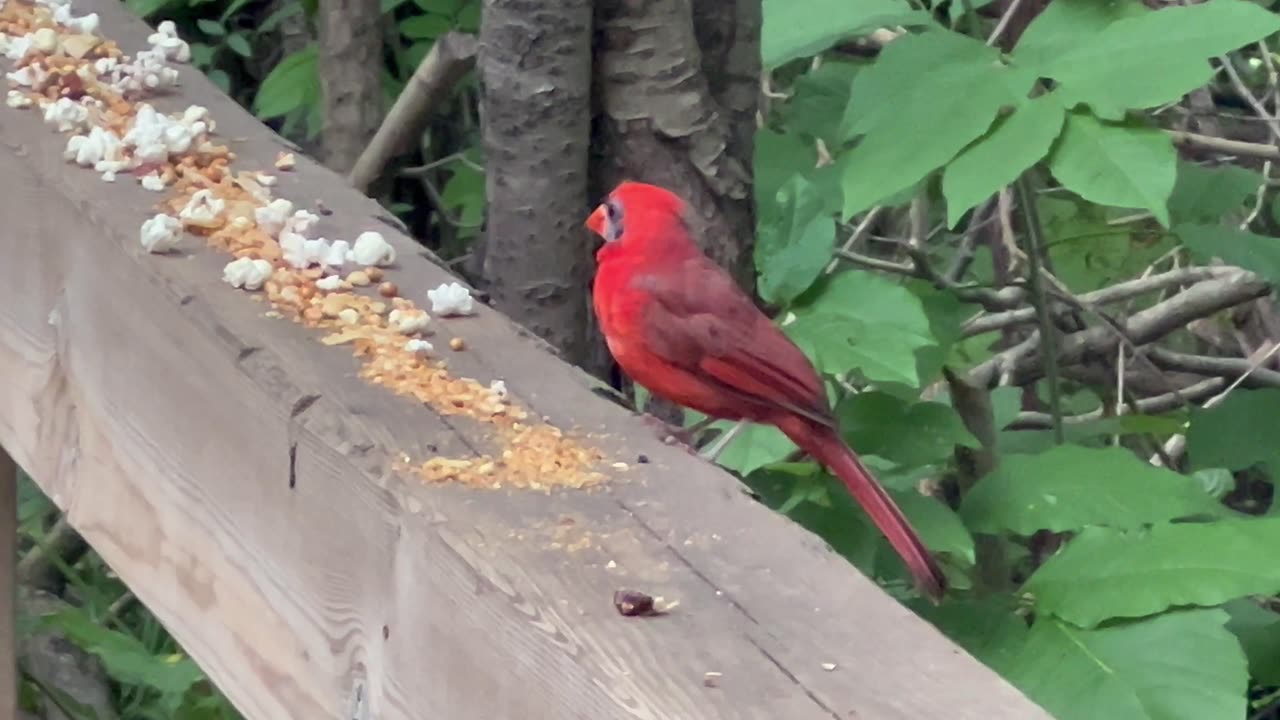 Male Cardinal stopped by