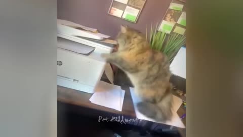 New Funny Animals 2024 Funniest Dogs and Cats