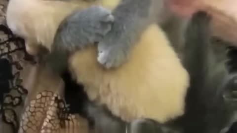 Adorable kittens and puppy