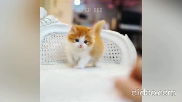 This is a surprising dog, you will be surprised to see its jump