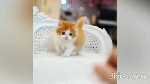 This is a surprising dog, you will be surprised to see its jump
