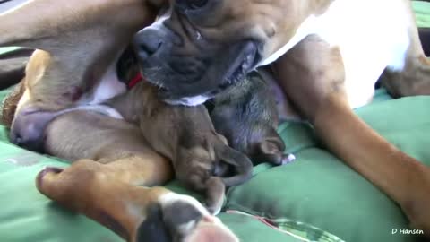 Dog Has Amazing Birth While Standing #love puppy