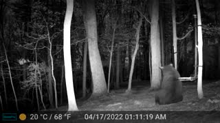 The Woods - 04/17/2022 Bear