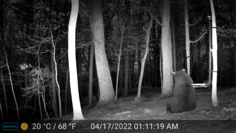 The Woods - 04/17/2022 Bear