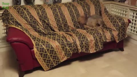 Try Not to Laugh at this cats and dogs video compilation