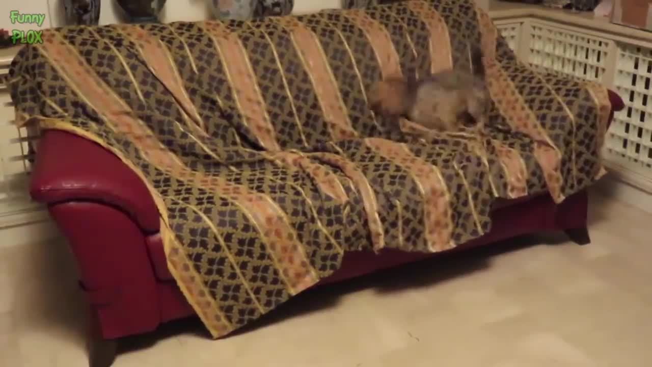 Try Not to Laugh at this cats and dogs video compilation