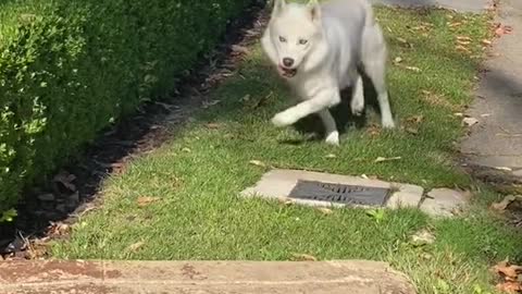 Cute and Funny Animals for When You are Stressed Part 39