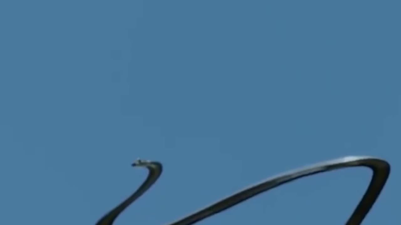 Flying Snake | Chrysoprlea Airborne Marvel