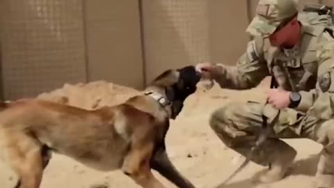 12 Of The Most Illegal And Strong Dog Breeds In Action