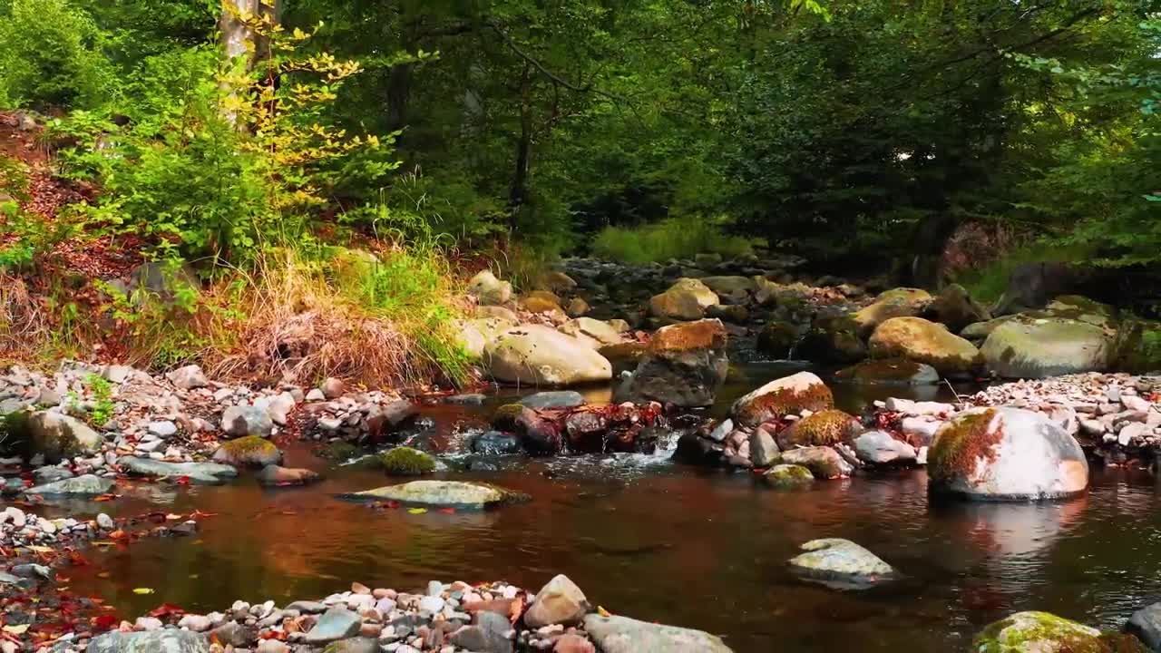 Relaxing Forest Nature Sounds for Sleep