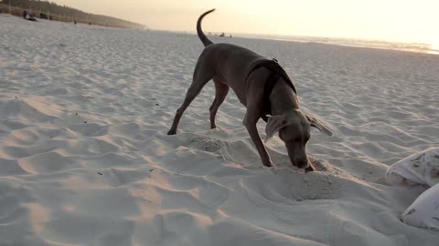 Dog Digging on the Sand