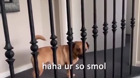 Dog makes fun of corgi