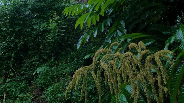 The sound of rain and birdsong in the rainforest