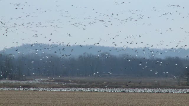 Snow Geese Migration - Marvel