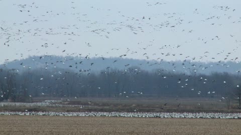 Snow Geese Migration - Marvel