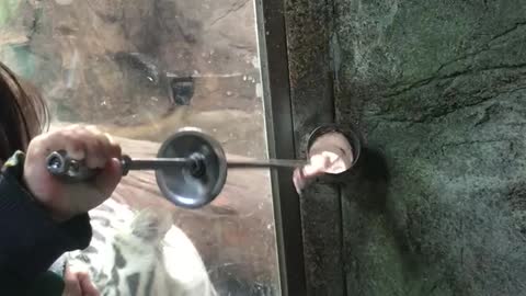 Feed the tiger