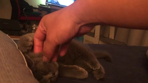 baby cat~