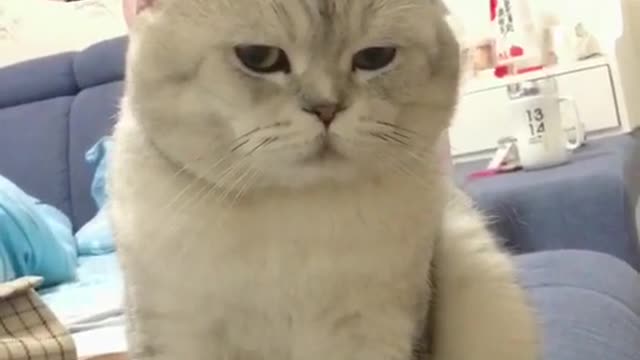 Put your own hairpin on the cat