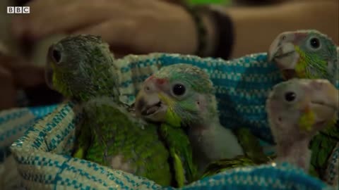 Baby Parrots Rescued From Smugglers | Jungle Animal Hospital | BBC Earth