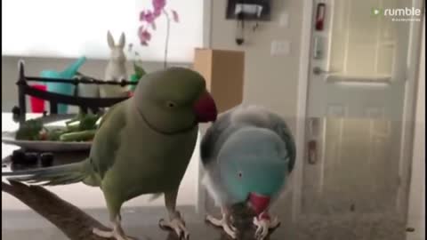 Parrot a paths for a sandy othe