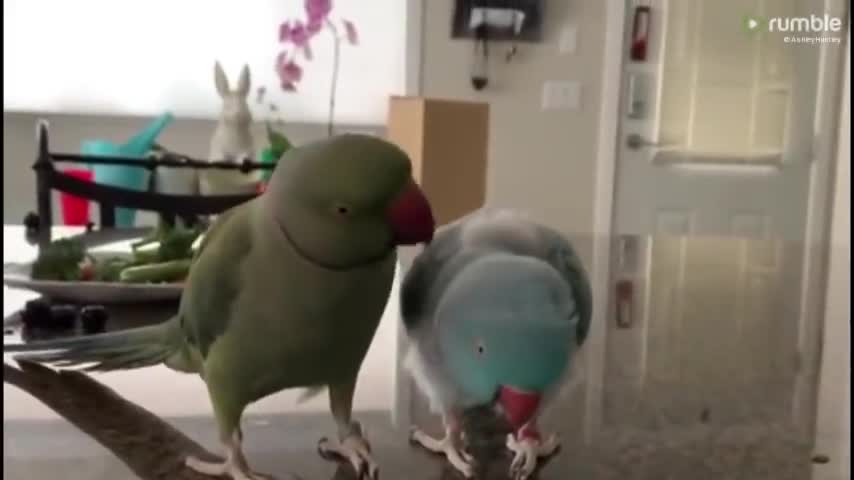 Parrot a paths for a sandy othe