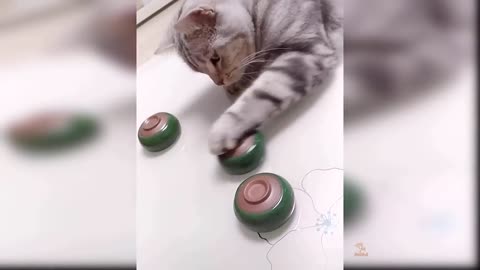 Baby Cats - Cute and Funny Cat Videos Compilation #1
