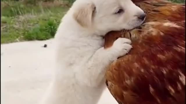 Dog🐕 set with hen🐓