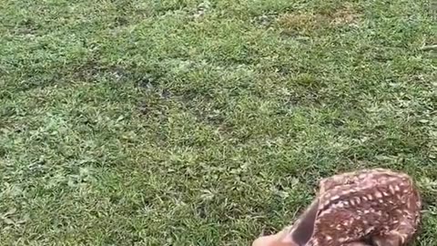 Kind family rescue a baby deer who abandoned by it's mother