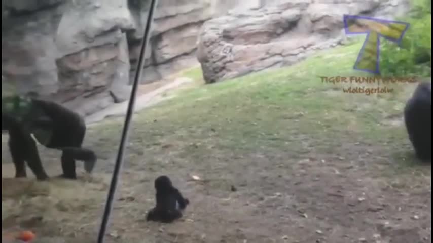 Funny animals fails #2