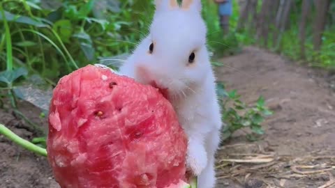 Little Bunny
