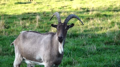 Goat having fun