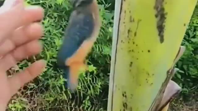 Birds interesting video