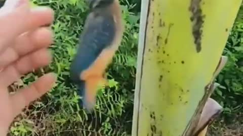 Birds interesting video