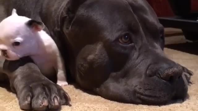 What This Massive Dog Does To A Tiny Pup Is Something People Need To See