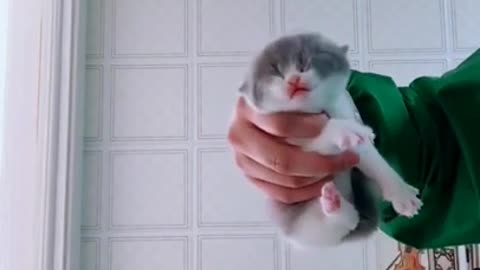 Funniest Animals Real 😹 - Best animal Funny Animals Videos