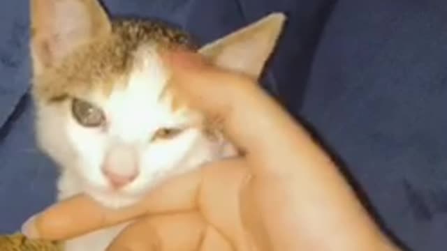 My best friend cute cat