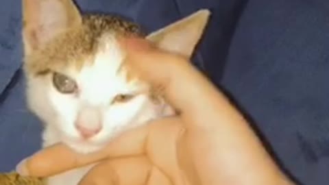 My best friend cute cat