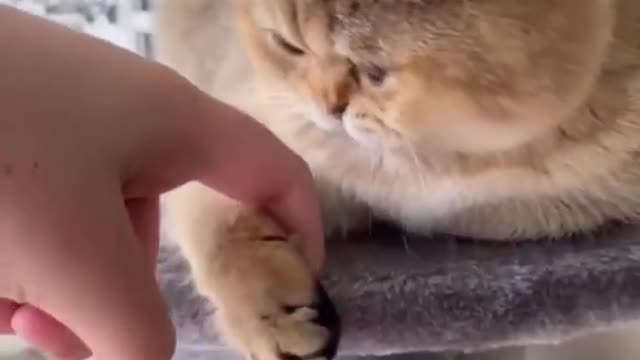 Cat Express Love 💕
