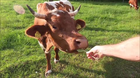 FEEDING THE OX