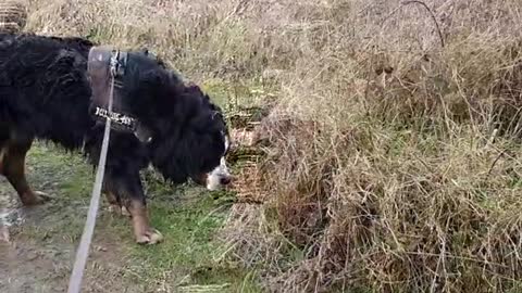 Dog enjoying his muddy walk