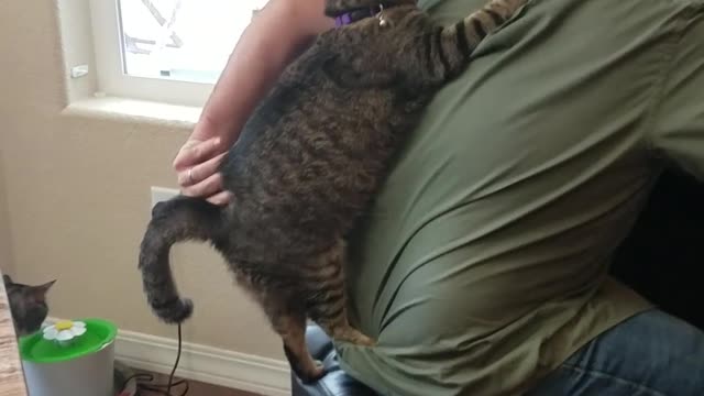 Needy Kitten Will Stop At NOTHING To Get Attention From Dad