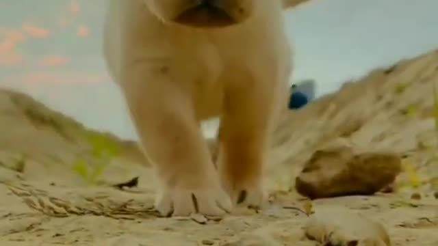 Cute puppy catwalk